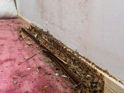 About Seagoville Mold Specialist - mold remediation experts in Seagoville, TX